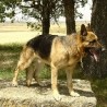 Vidaconperros